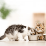 Variasi Makanan Kucing Kecil​ Terbaik Dari Proplan