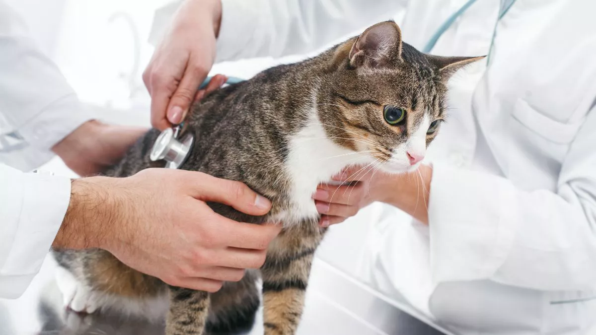Infeksi Saluran Pernapasan pada Kucing: Gejala, Pengobatan, dan Perawatan Rumah yang Tepat